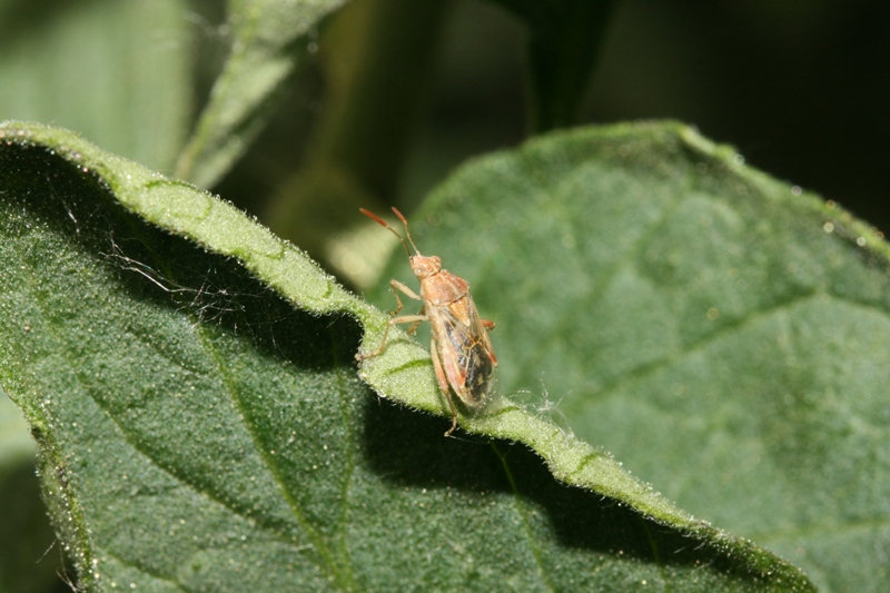 Rhopalidae: Lyorhyssus hyalinus del Cuneese